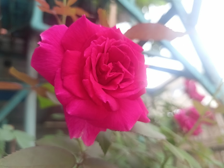 The Rose and the Worm (Photography + Story Time)