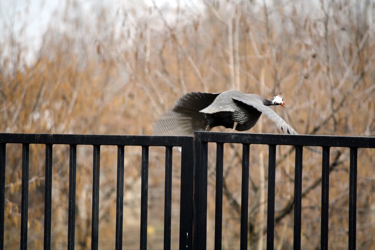 guineafowl_img_4509.jpg