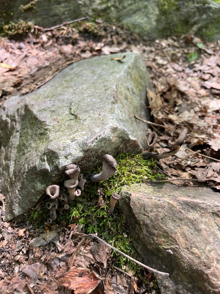 Black trumpets under rock