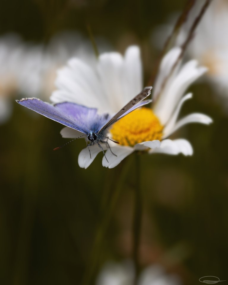 Daisy Flower - Lycaenidae Butterfly