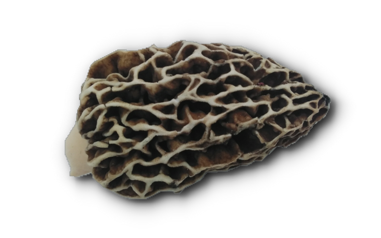 123_a_morel_mushroom_.png