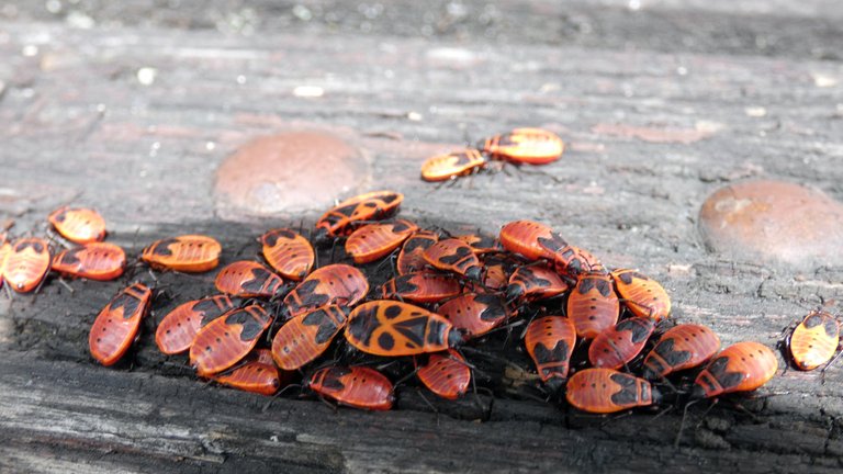 The Firebug Pyrrhocoris apterus - a bug called a tram driver