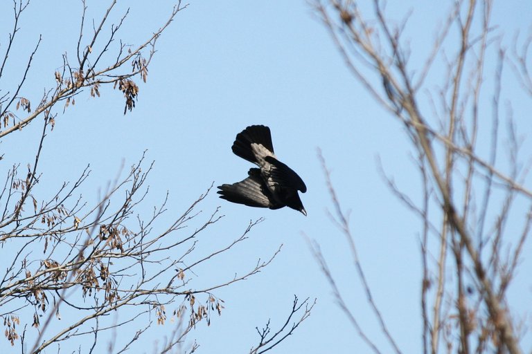 hooded_crow_1_2_.jpg