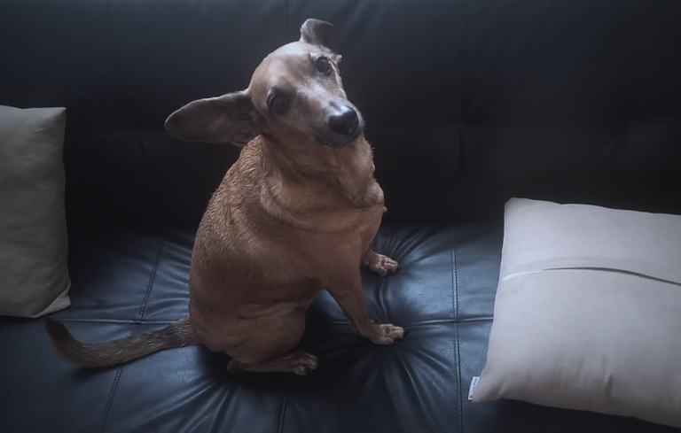 Doggo time [EN/PT]
