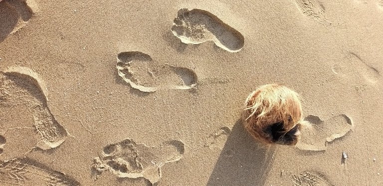 footprint_5u.jpg