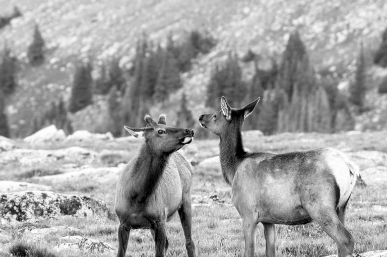 alpine_elk_2.jpg