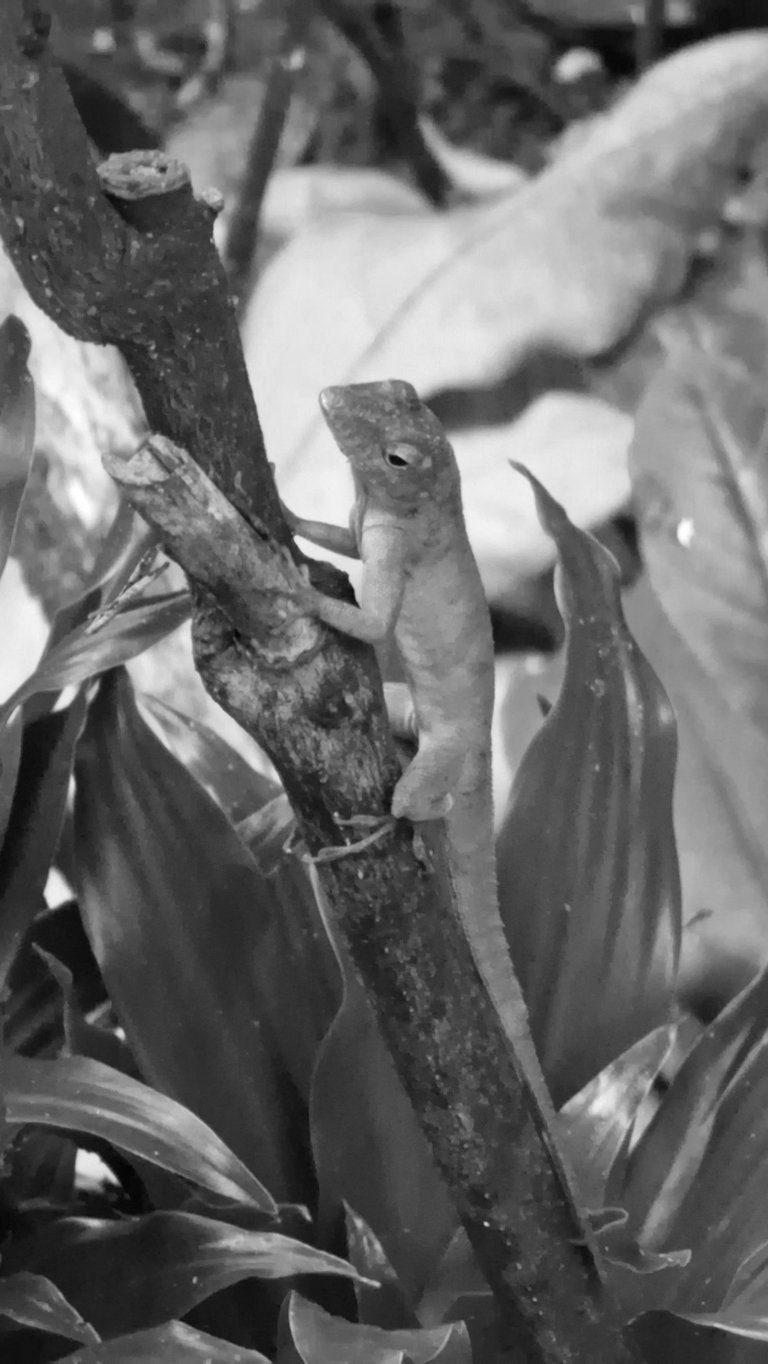 Leopard Anole