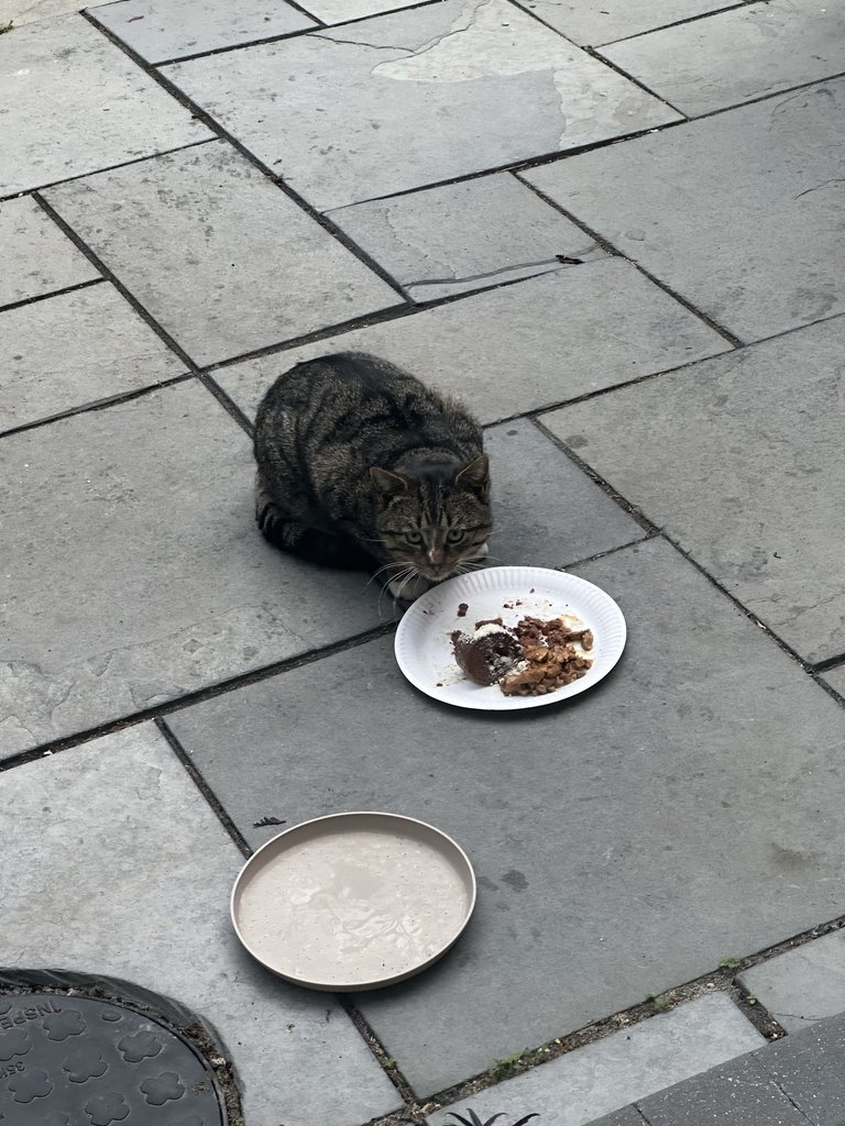 Stray Cat Feeding