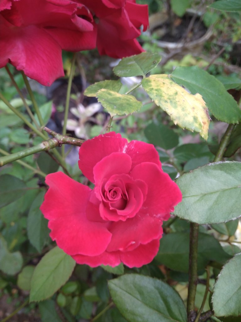 img_0.4701009900013081.jpg