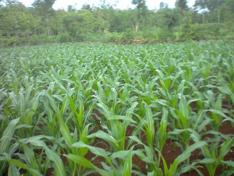 jagung_4.jpg