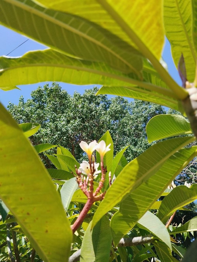 flower01.jpg
