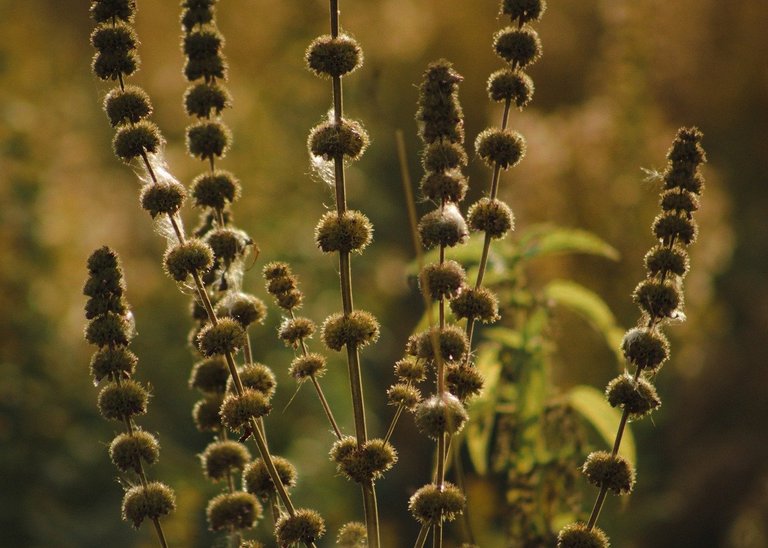 Medicinal plants, Pennyroyal