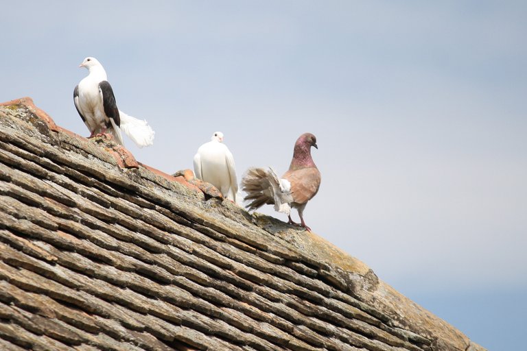 fantail_pigeon_01.jpg