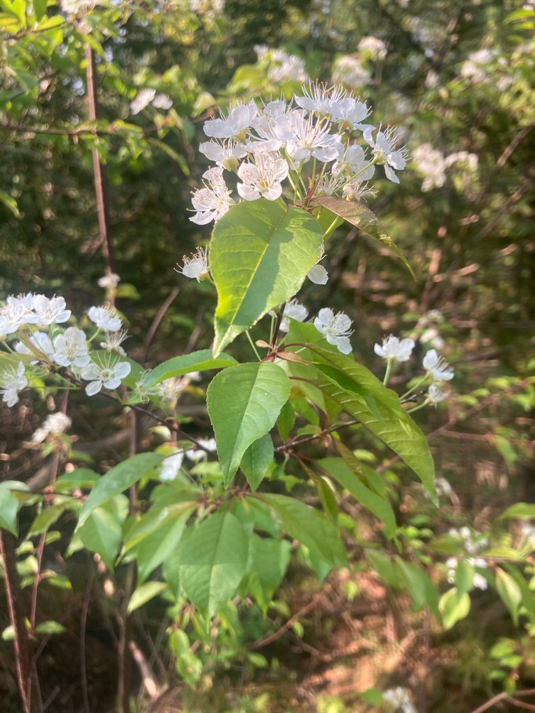 White blooming tree