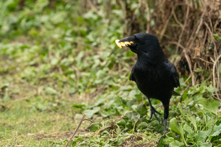 A carrion crow with food in its bill