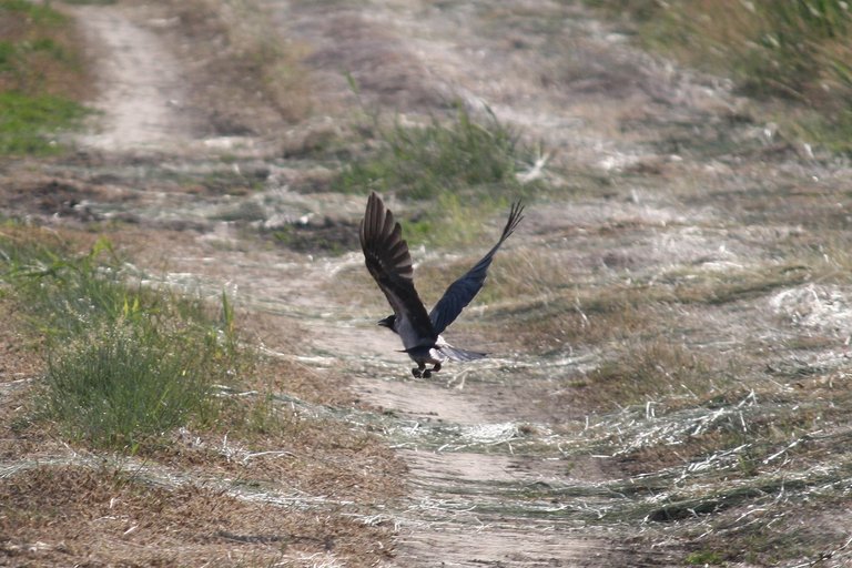 hooded_crow_01.jpg