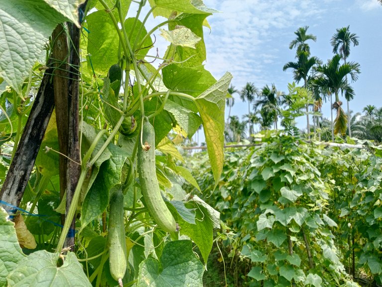 Picture cucumber 1