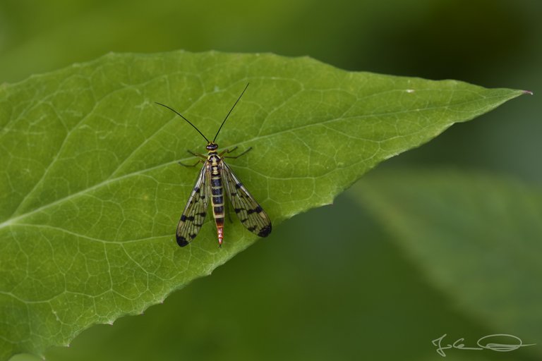 Hive AlphabetHunt Scorpionfly