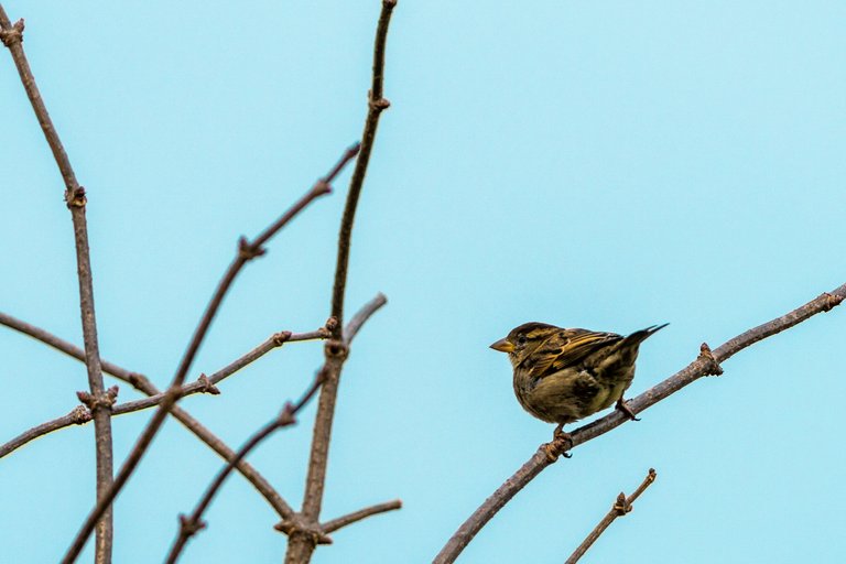 Female House Sparrow sits on a branch against a blue sky