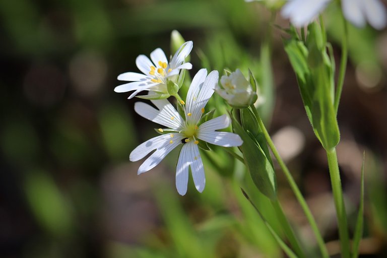 stitchwort_6276331_960_720.jpg