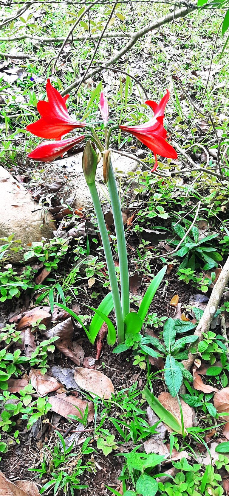 Flor en la Sierra Nevada - César
