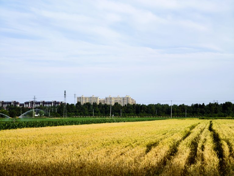 Vast Agricultural Landscapes