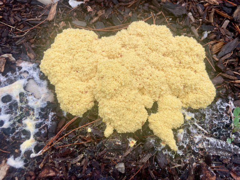 Dog Vomit slime mold