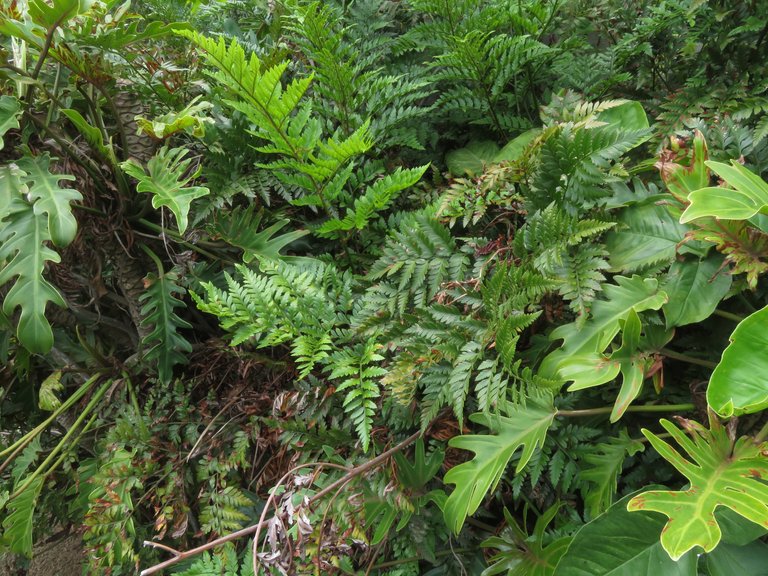 4766_ferns.jpg