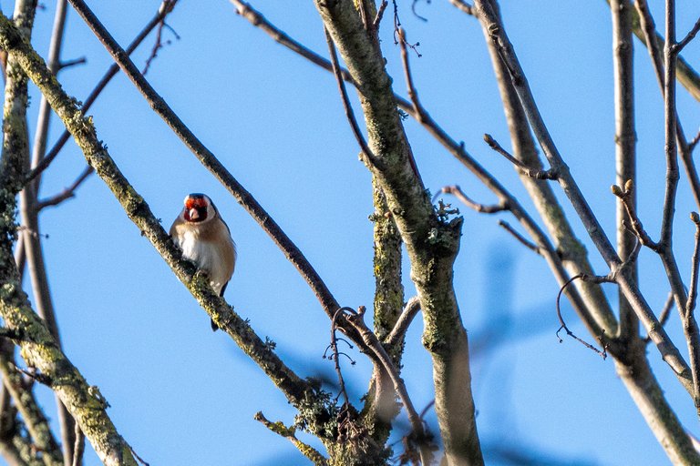 Goldfinch high up in the trees