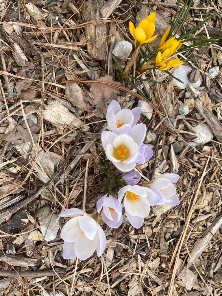 White and yellow