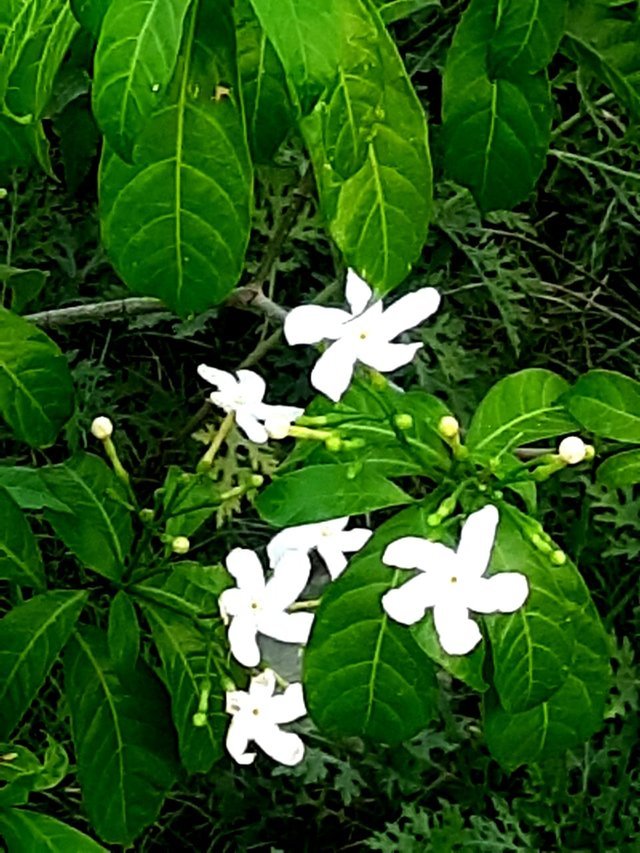 fragranceful_white_flower_2