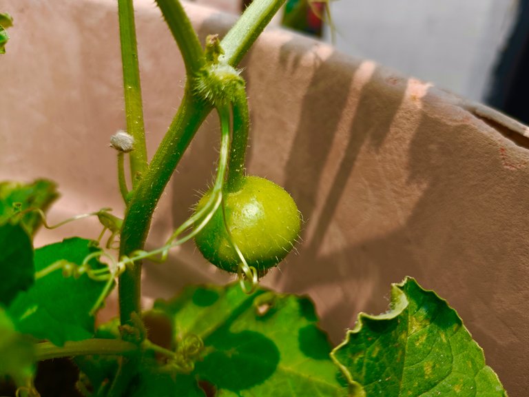 So right now I don't know how much more time it will take for them to fully ripen, but hopefully in the next 2 to 3 weeks they will become big enough for plucking, and then once again I will show you their growth and beautiful pictures in another blog.