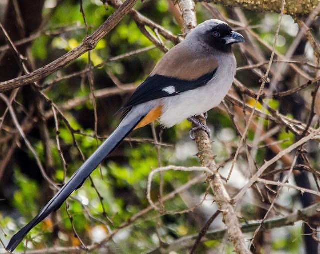 52_grey_treepie_a.jpg