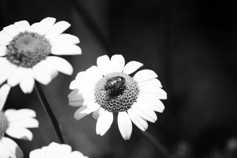 bw_flowers_img_3589.jpg