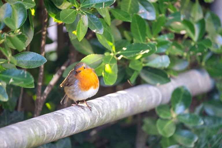 Robin on a railing