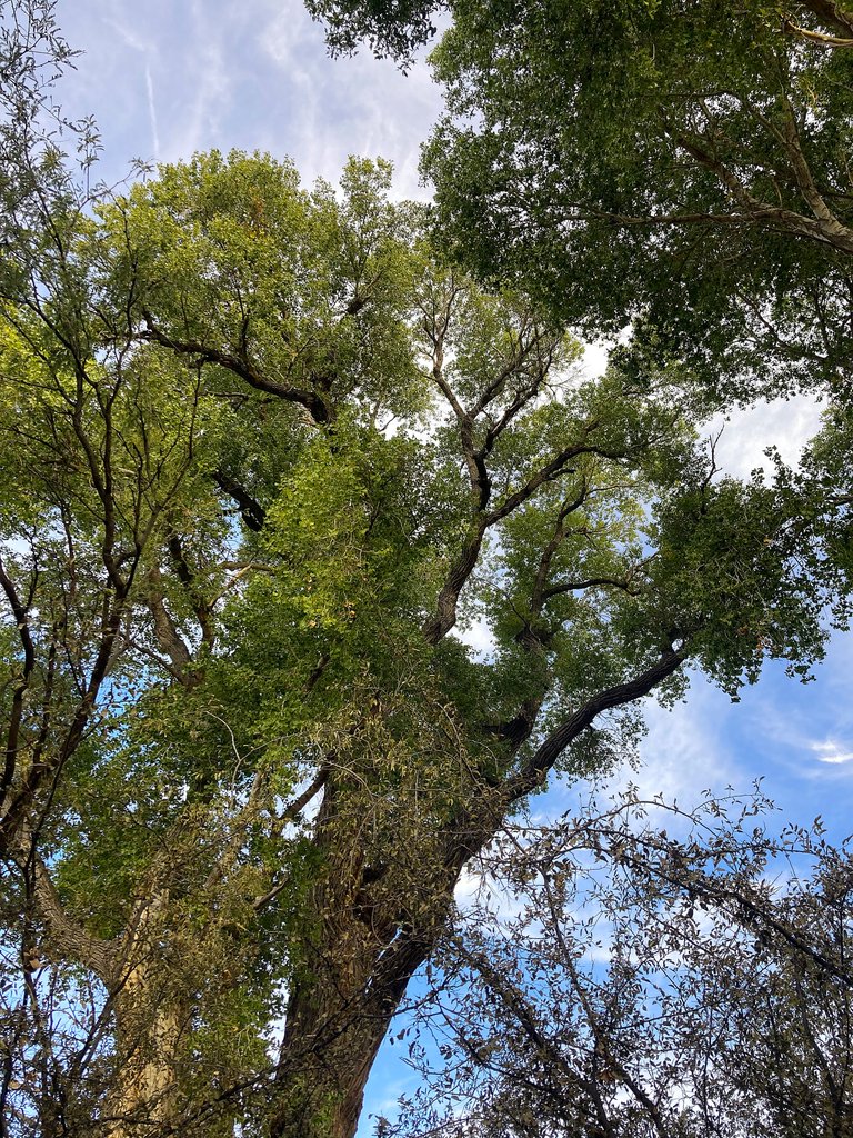 Green Cottonwood