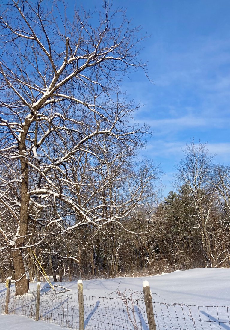 Walnut Tree