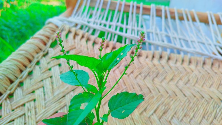 Beautiful photography of a herbal 🌿🍀🌿