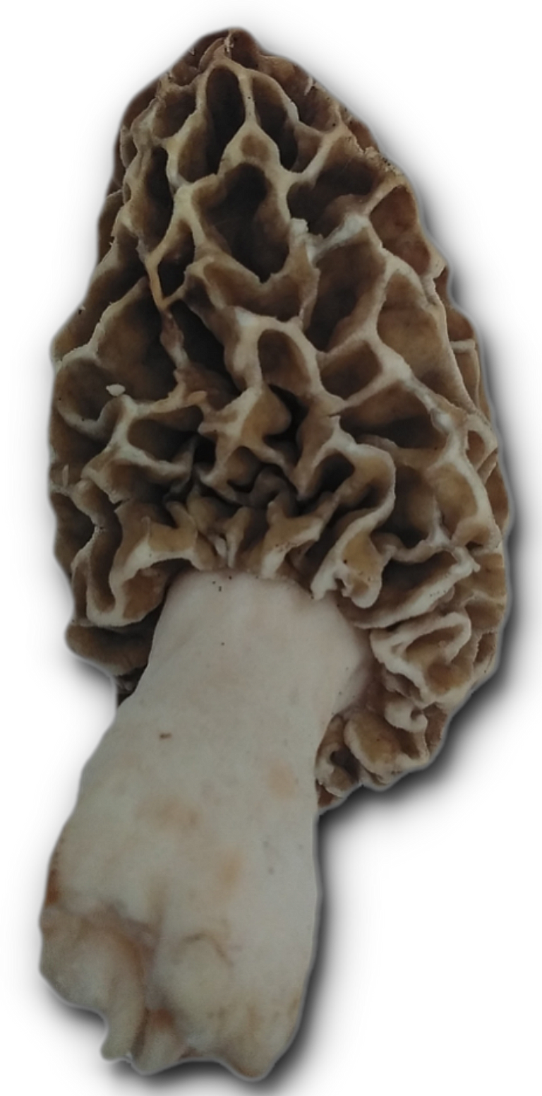 123_a_morel_mushroom_2.png