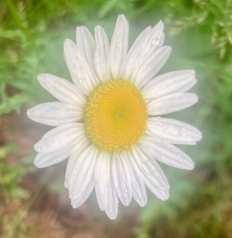Shining daisy