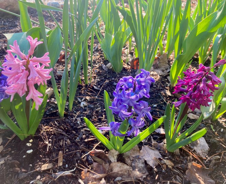 Hyacinth