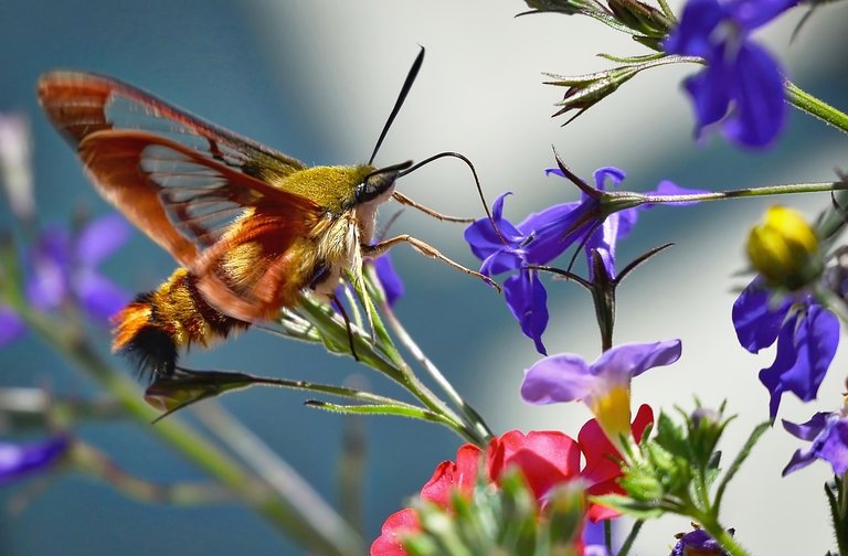 Garden inhabitants, hummingbird butterfly