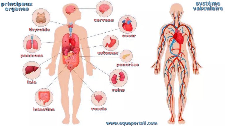 physiologie_organes_humain.jpg