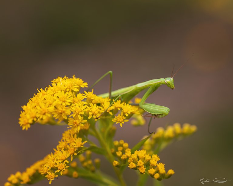 Green Mantis