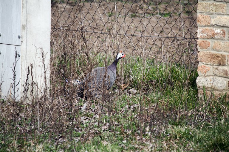 guineafowl_img_4510.jpg