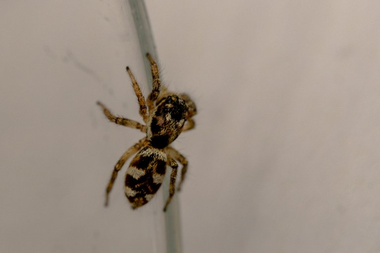 Salticus scenicus - Zebra Spider (Jumping Spider) effortlessly climbs on glass