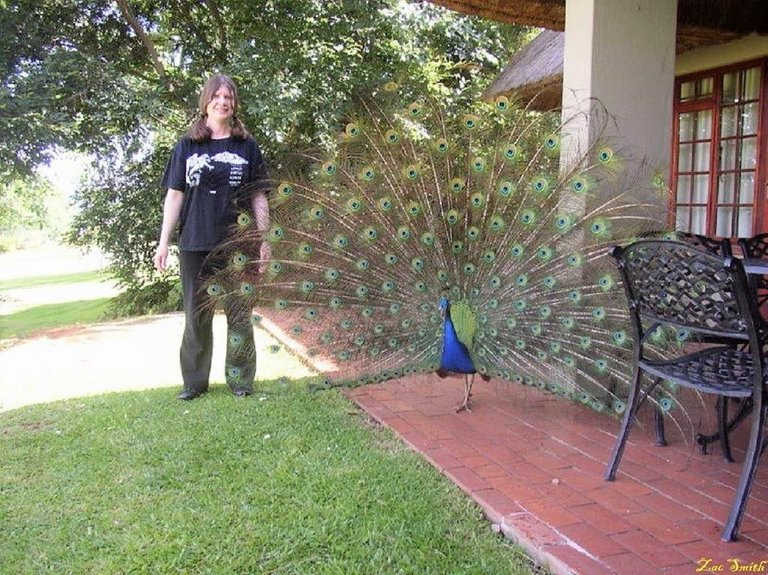 marian_and_peafowl_2_.jpg