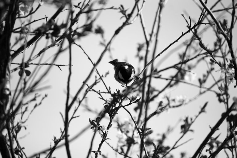 bw_coal_tit_img_6901