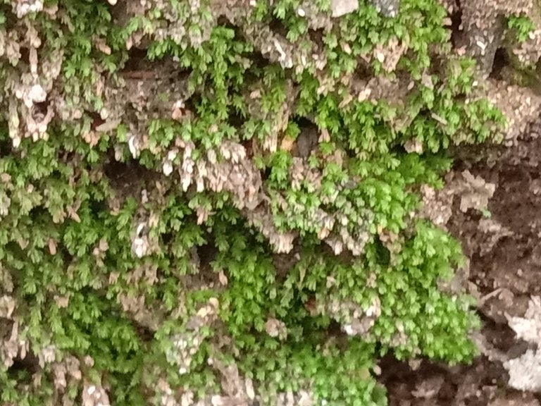Yellow Yarn Moss.