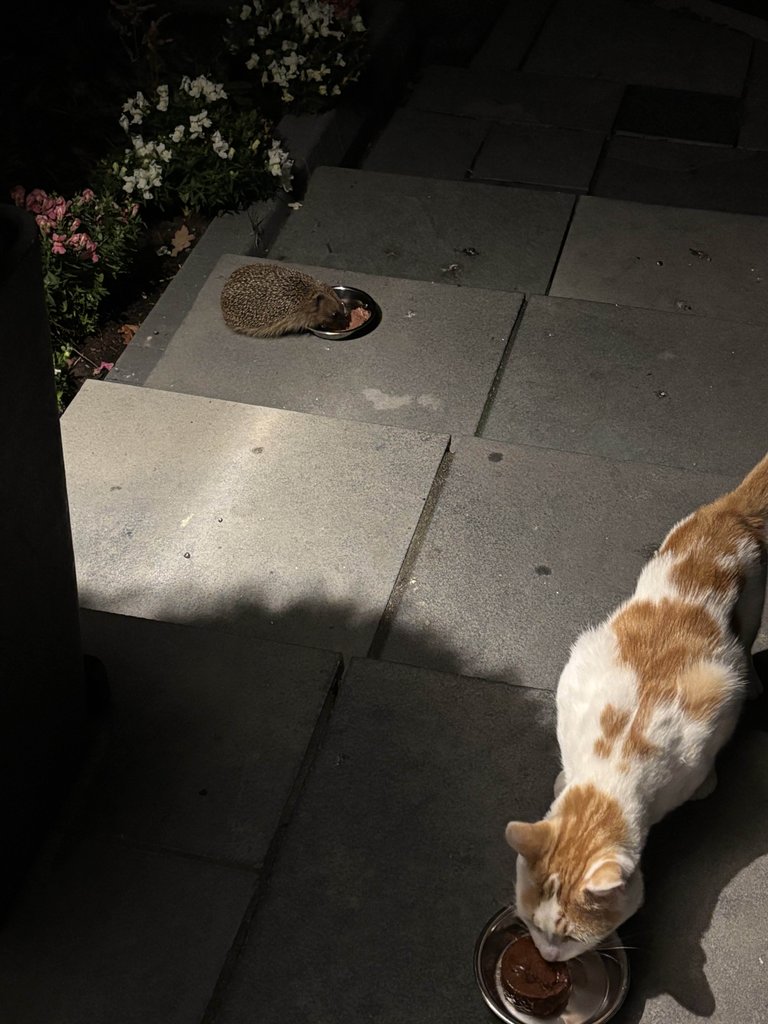 Hedgehog and Friend Feeding Time!